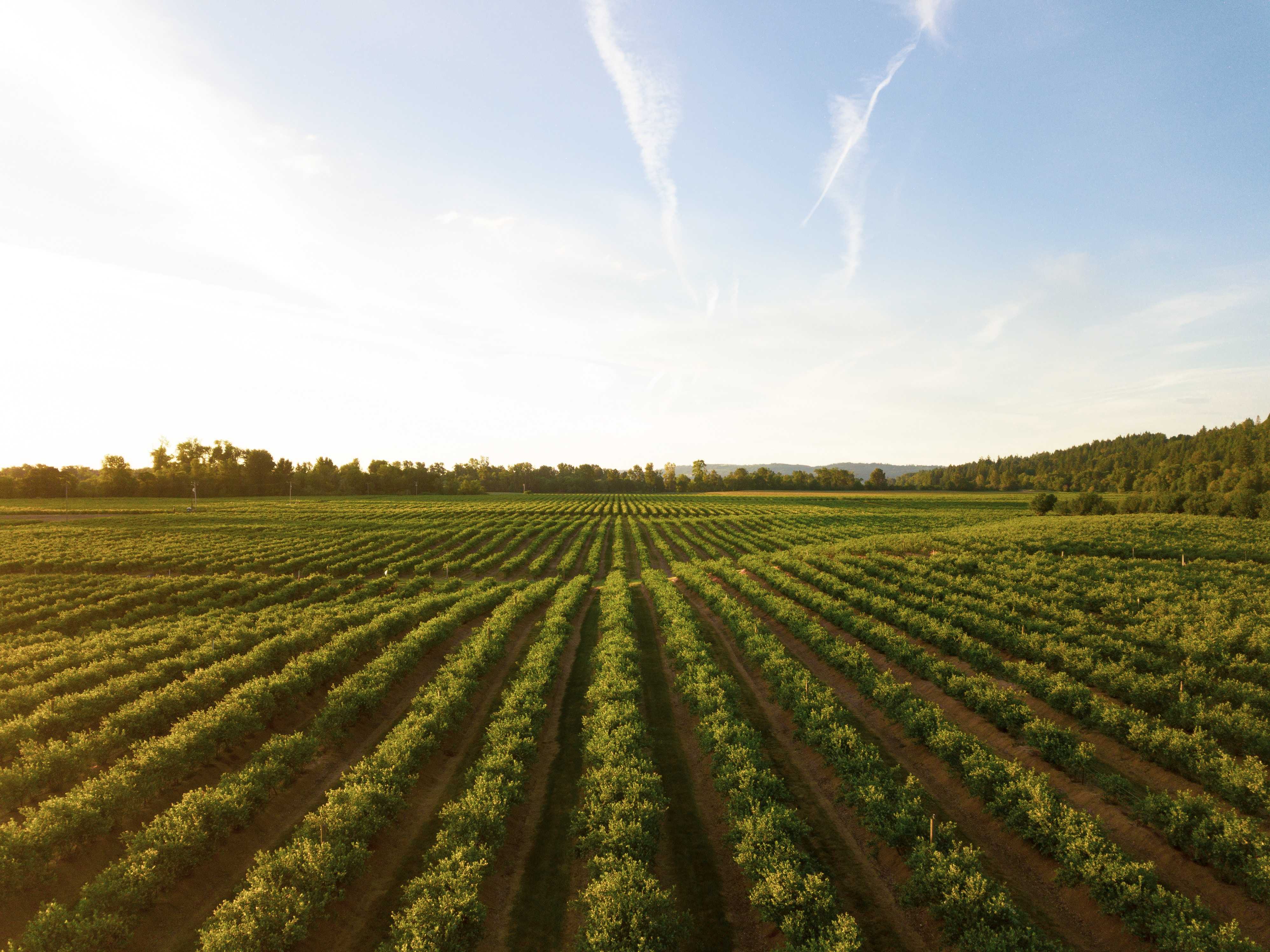 guerner-nav-agriculture